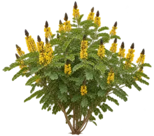 Cassia Pop-corn