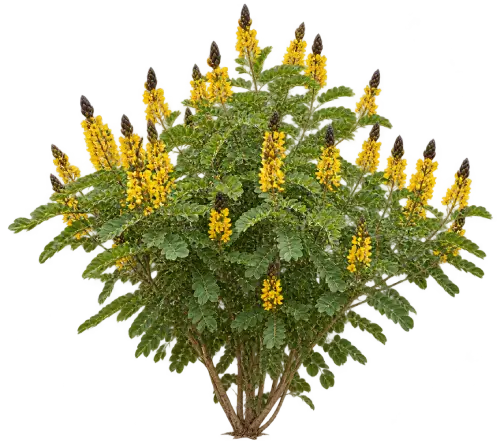 Cassia Pop-corn