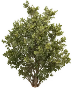 Chêne nain du Mexique