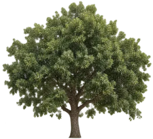 Chêne Vert de l'Atlas