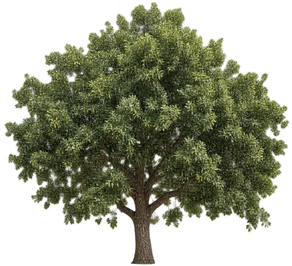 Chêne Vert de l'Atlas