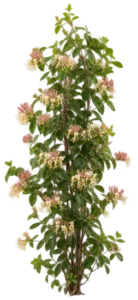 Chèvrefeuille d'Étrurie