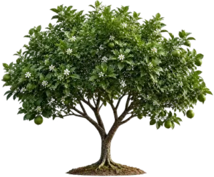 Citrus macrophylla