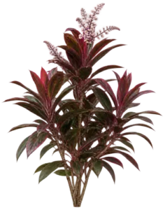 Cordyline
