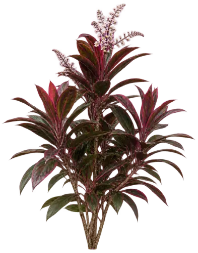 Cordyline