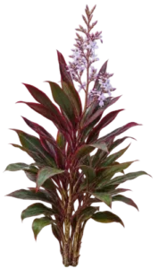 Cordyline naine