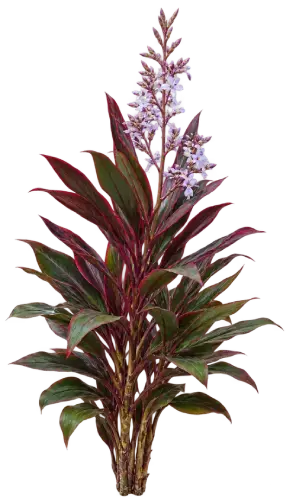 Cordyline naine