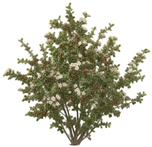 Cotonéaster Nummulaire