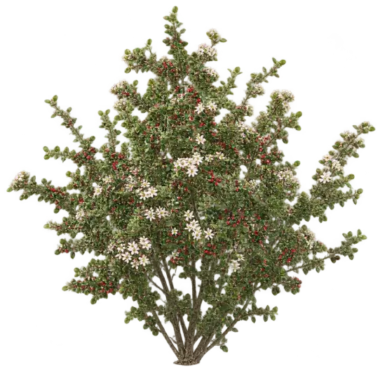 Cotonéaster Nummulaire
