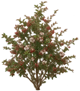 Cotonéaster splendens