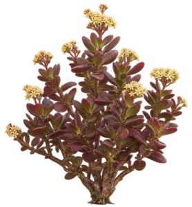 Crassula pourpre
