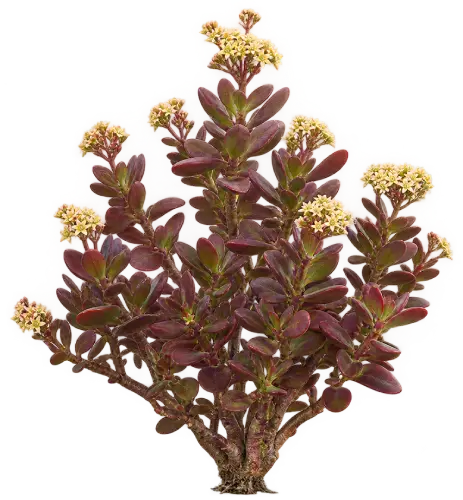 Crassula pourpre