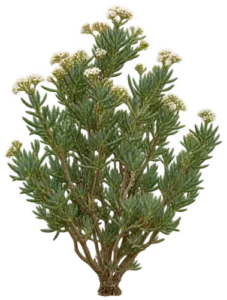 Crassula Tetragona