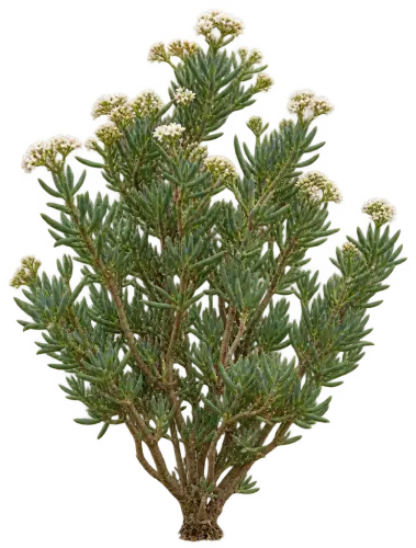 Crassula Tetragona
