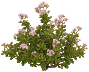 Crassule Multicava
