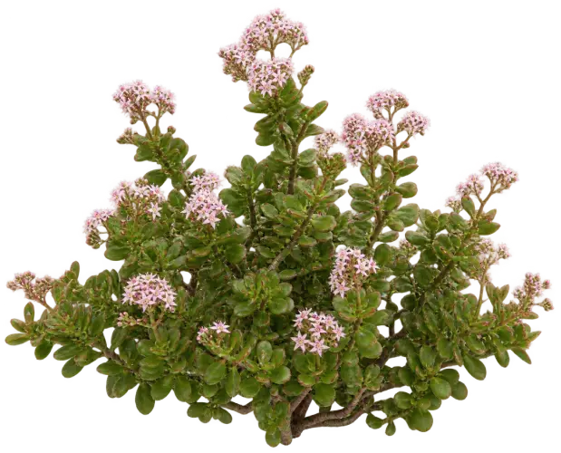 Crassule Multicava