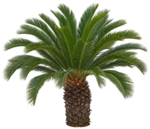 Cycas