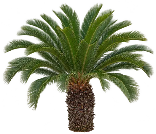 Cycas
