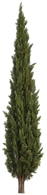 Cyprès d'Italie