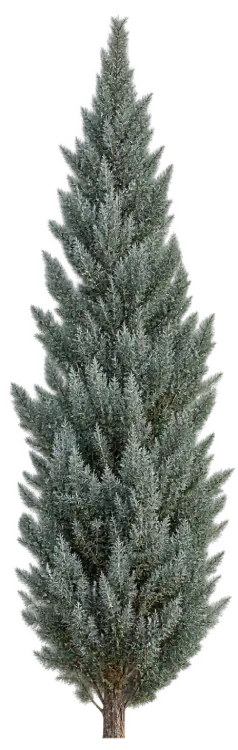 Cyprès de l'Arizona
