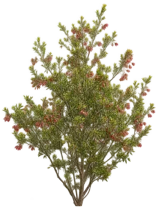 Dodonea à petites feuilles