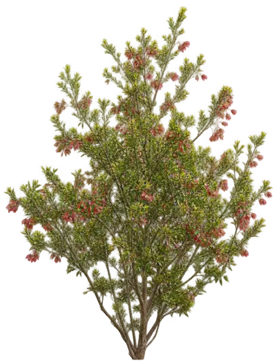 Dodonea à petites feuilles