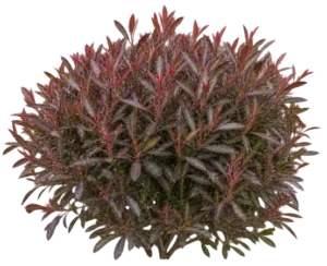 Dodonée