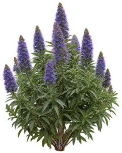 Echium compact