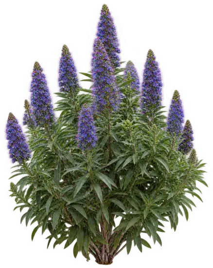 Echium compact