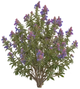 Echium du Cap