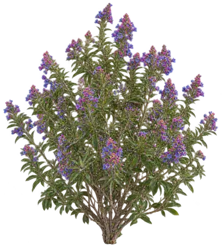 Echium du Cap