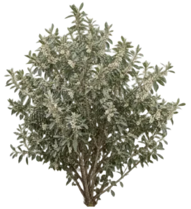 Éléagnus