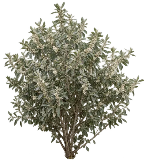 Éléagnus