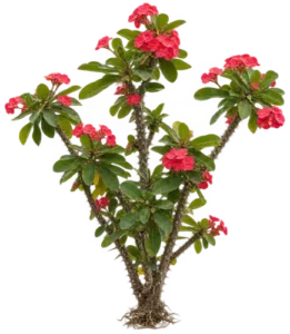 Épine du Christ