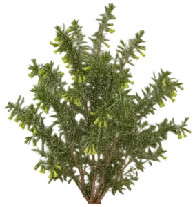 Érémophile vert