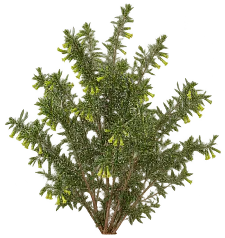 Érémophile vert