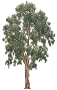 Eucalyptus Officinal - Eucalyptus bleu