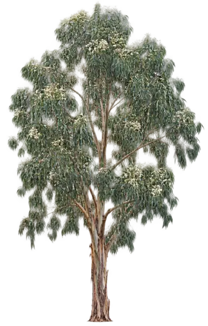 Eucalyptus Officinal - Eucalyptus bleu