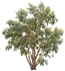 Eucalyptus rampant