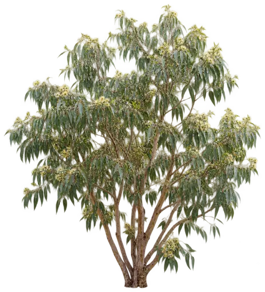 Eucalyptus rampant