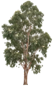 Eucalyptus rouge