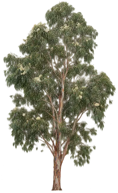 Eucalyptus rouge
