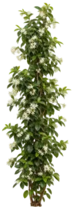Faux jasmin
