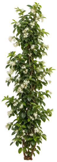 Faux jasmin