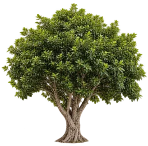 Ficus élégant