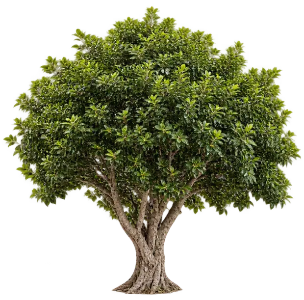 Ficus élégant