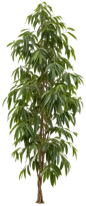 Ficus Lanceolata
