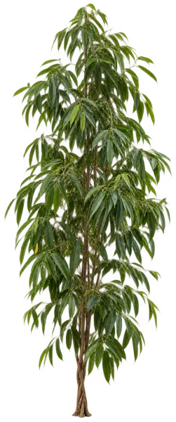 Ficus Lanceolata