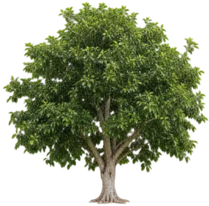 Ficus nitida