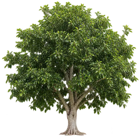 Ficus nitida